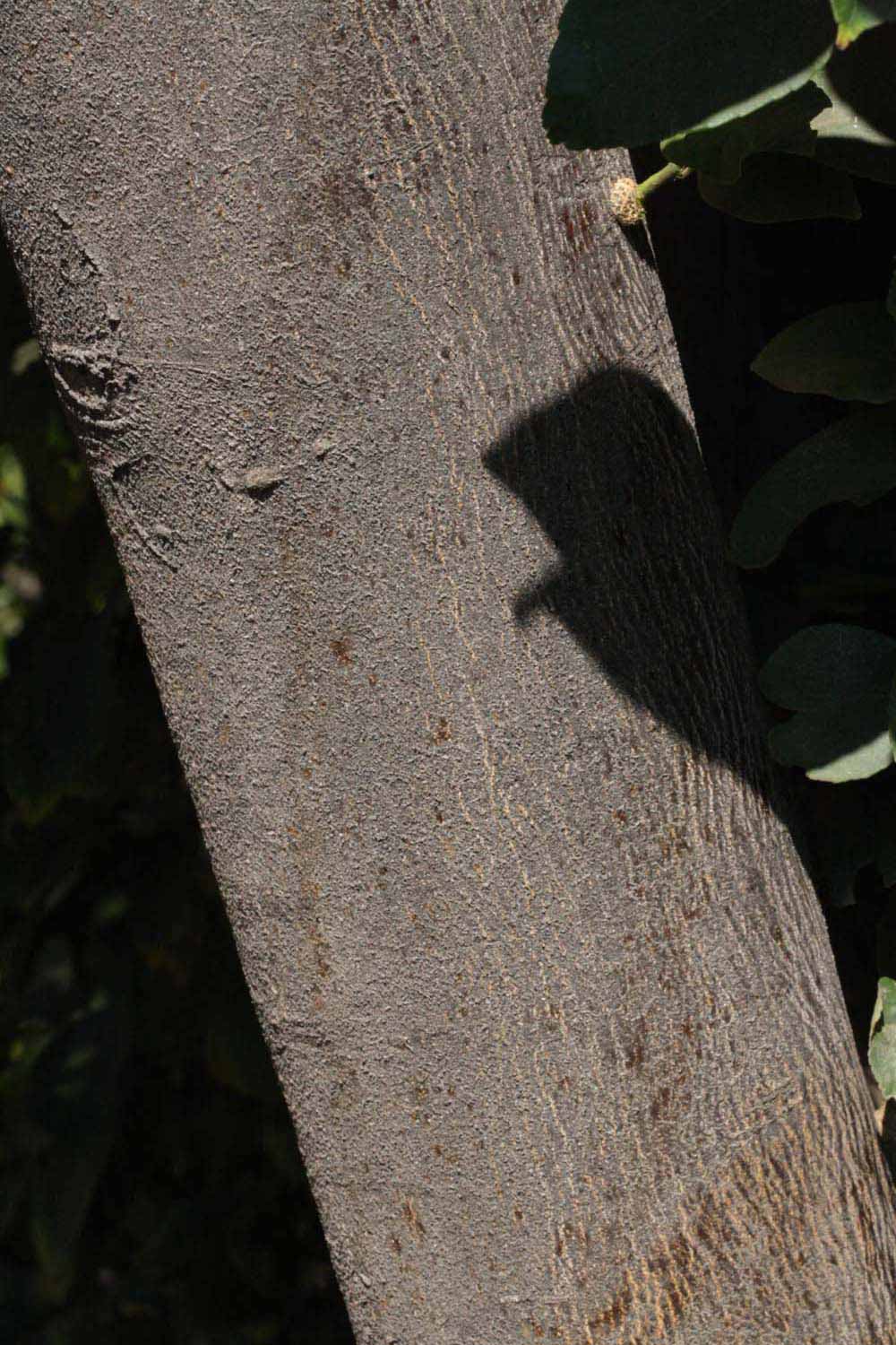            Bark (Riverside, CA)   